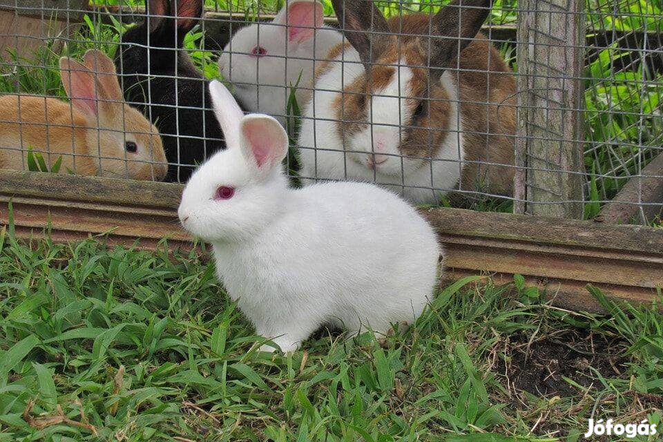 Húsvéti kisnyúlak eladók