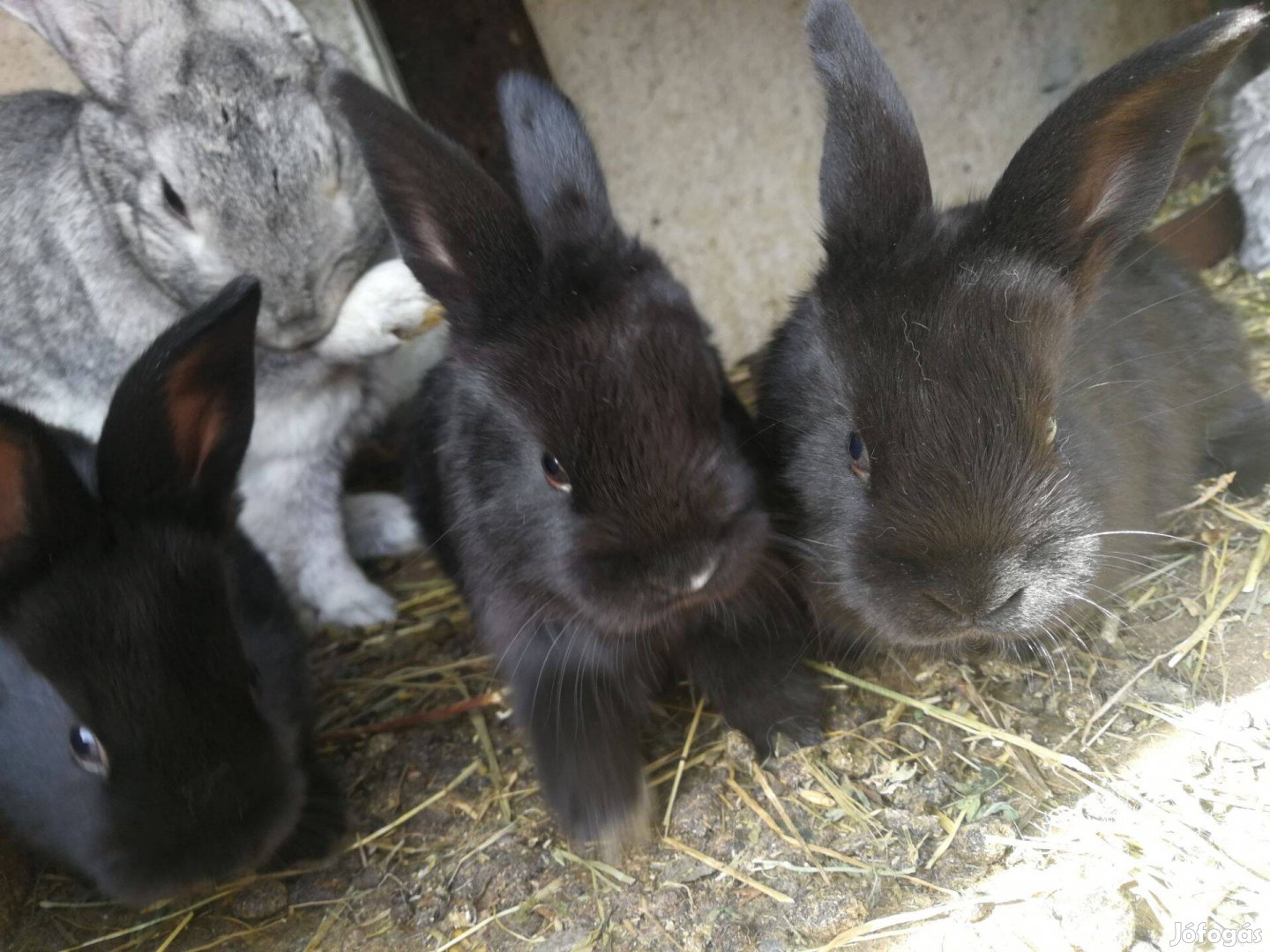 Húsvéti nyul nyulak