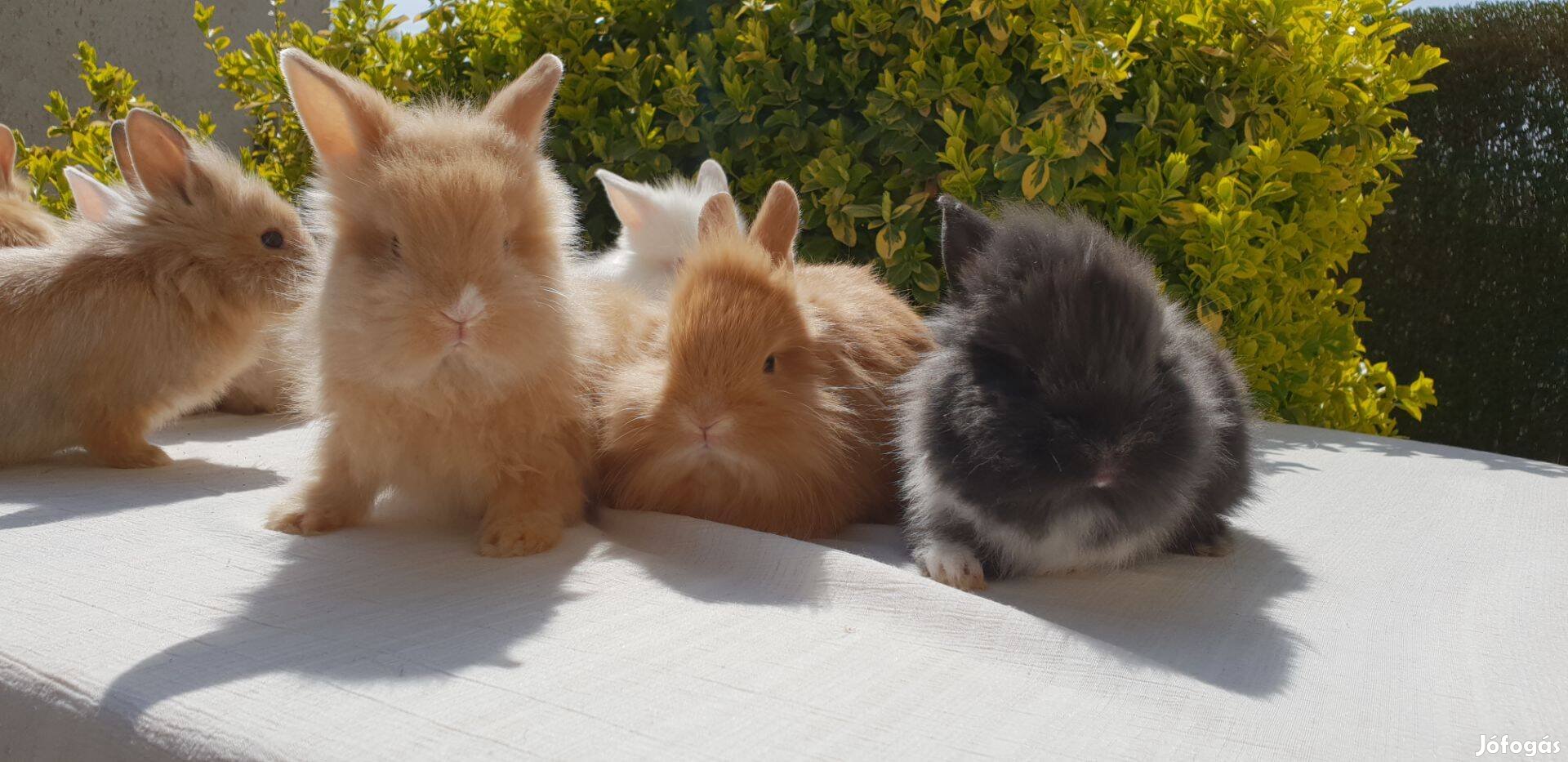 Húsvéti nyuszi eladó