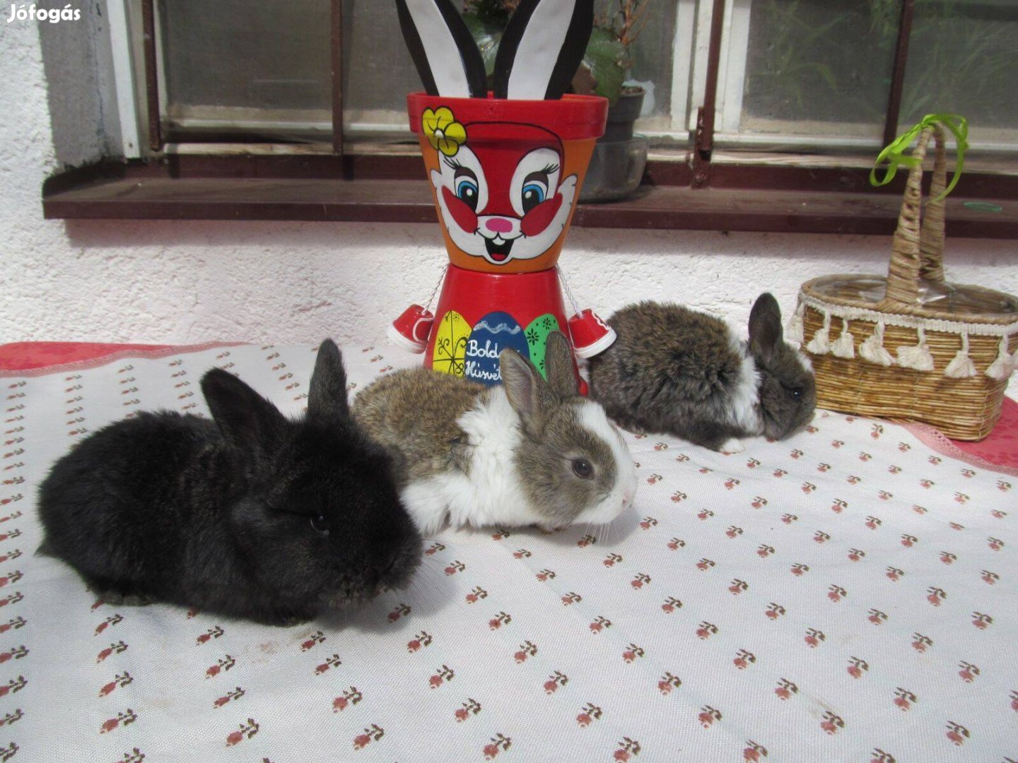 Húsvéti nyuszi eladó! Siófok