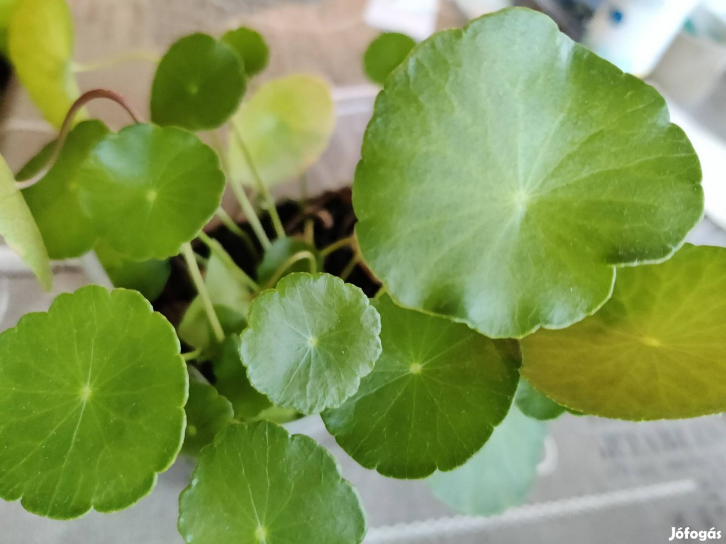 Hydrocotyle vulgaris "pennyworth" akváriumi növény, vízinövény