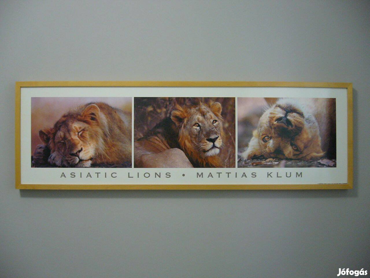 IKEA, oroszlános falikép