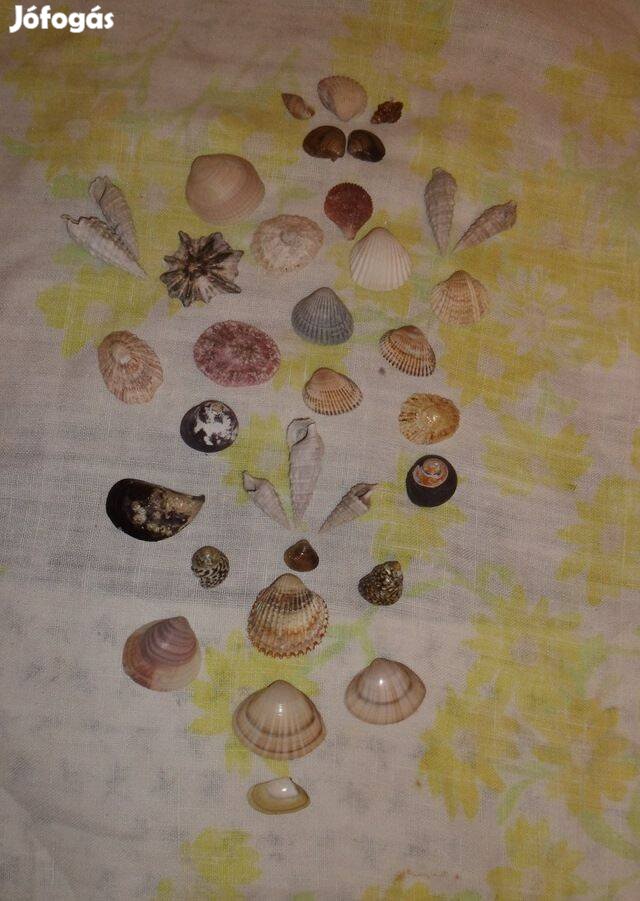I Adriai Tengeri kagyló dekoráció gyüjtemény