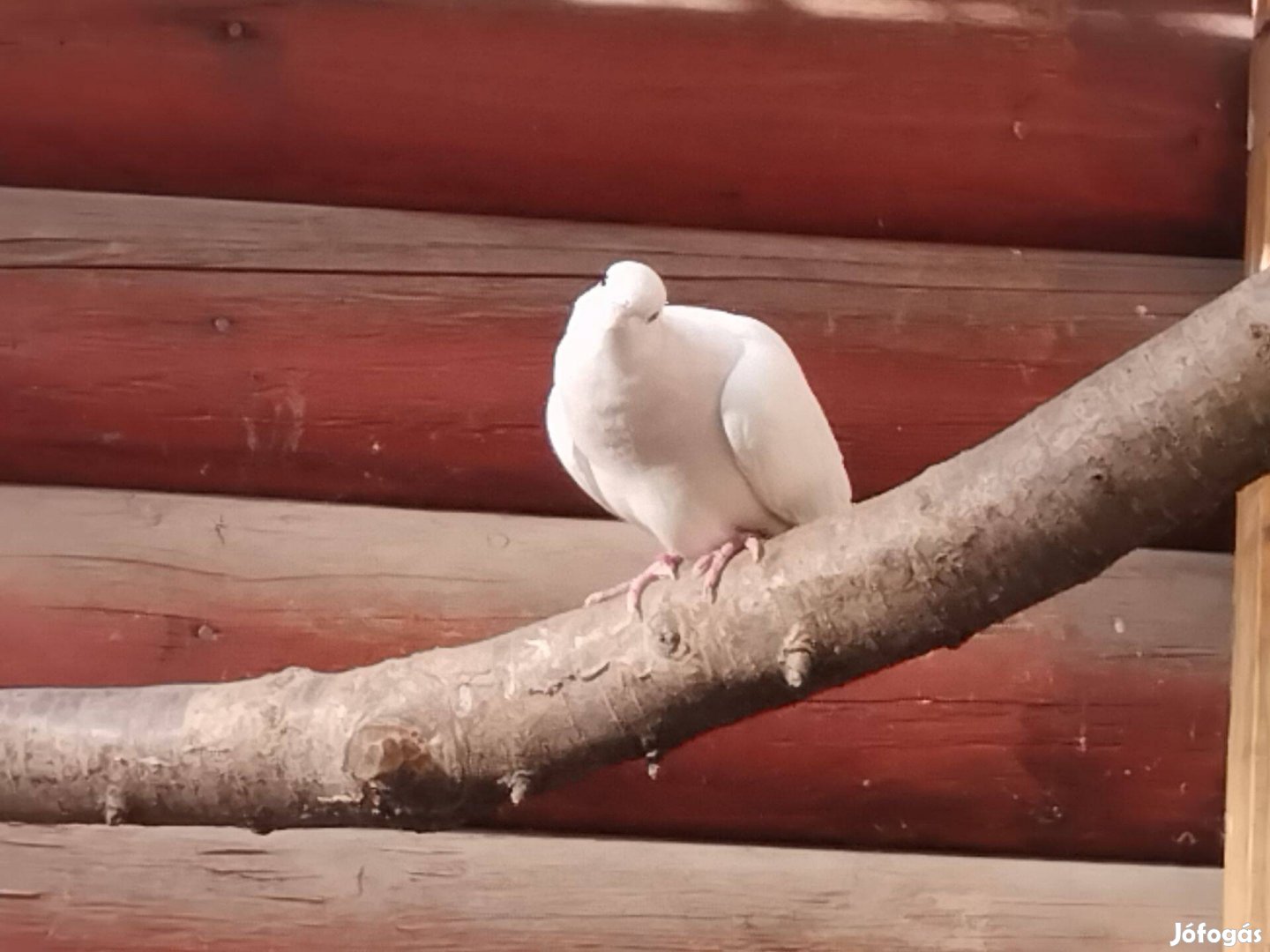 Ibolya nyakú kacagó gerlék eladók!