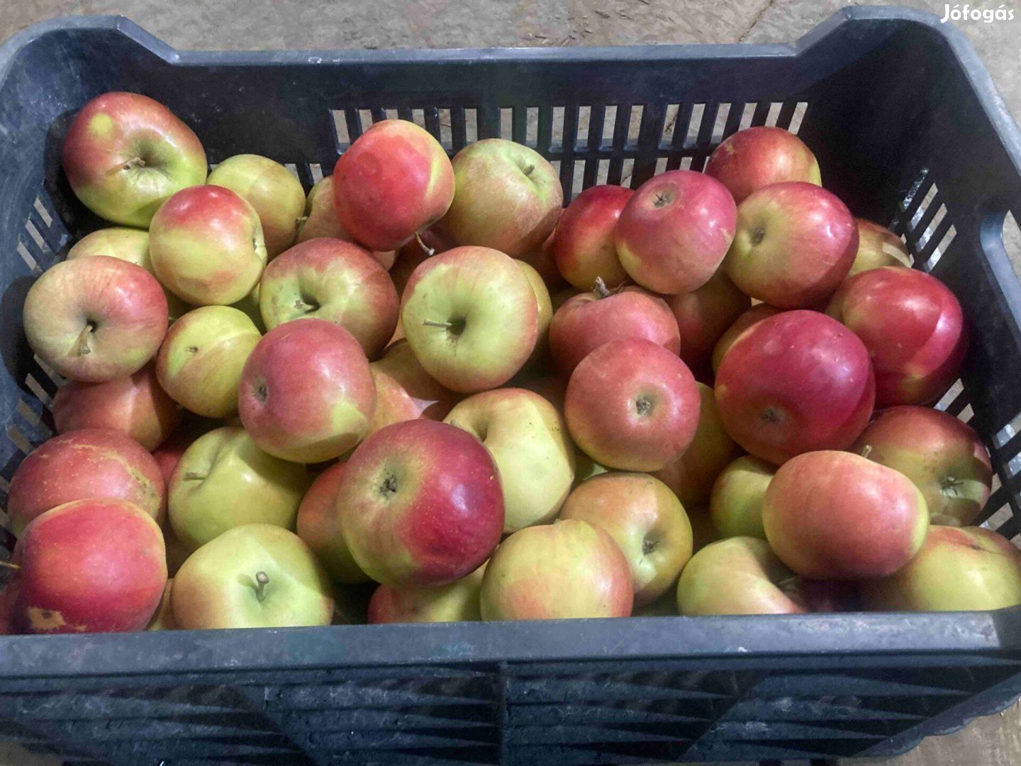 Idared alma 150 Ft/kg Gávavencsellőn eladó