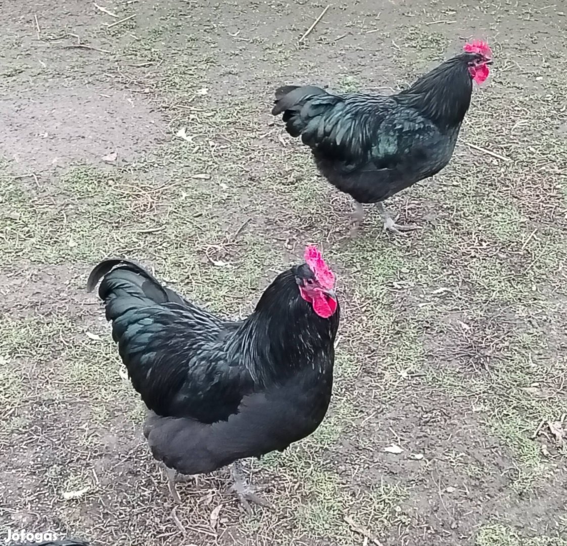 Idei kelésű Australorp kakasok