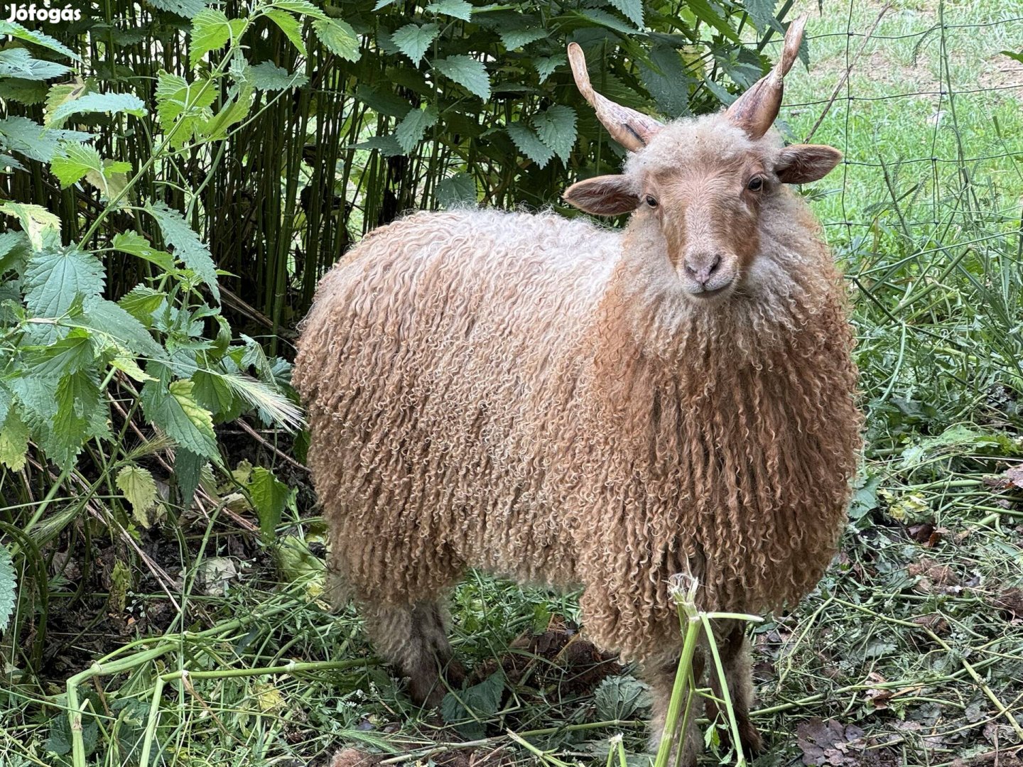 Idei racka bárányok eladók