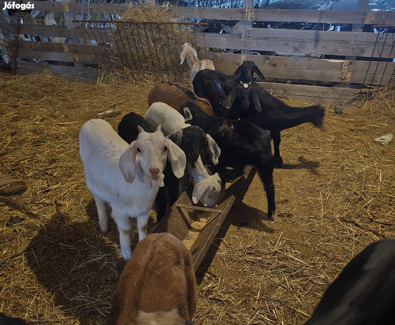 Idei választási kecskék!