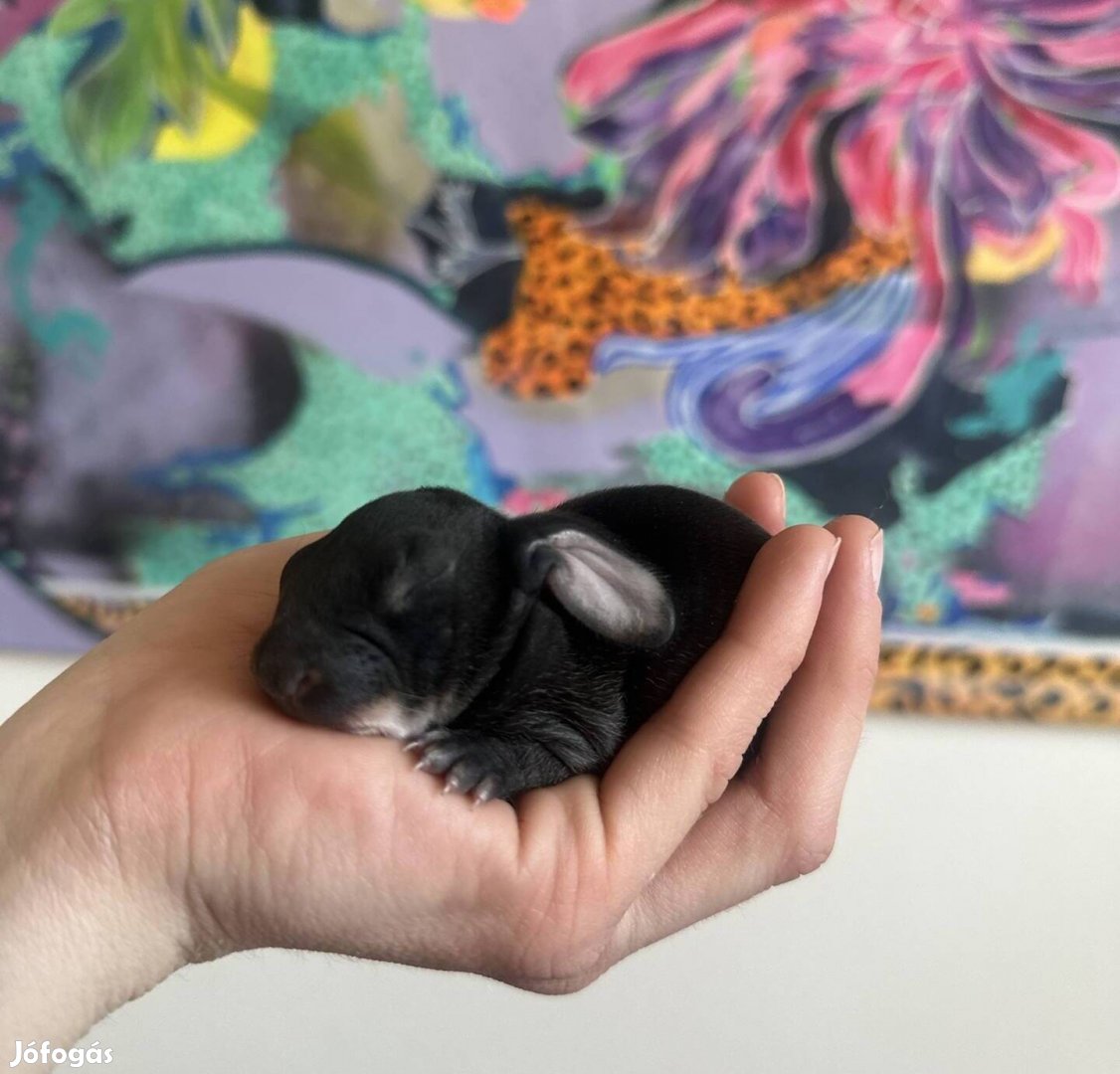 Igazi Ritkaság, az országban elsőként Velveteen lop!