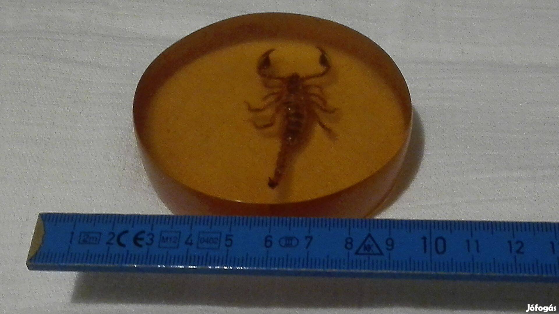 Igazi skorpió Líbiából