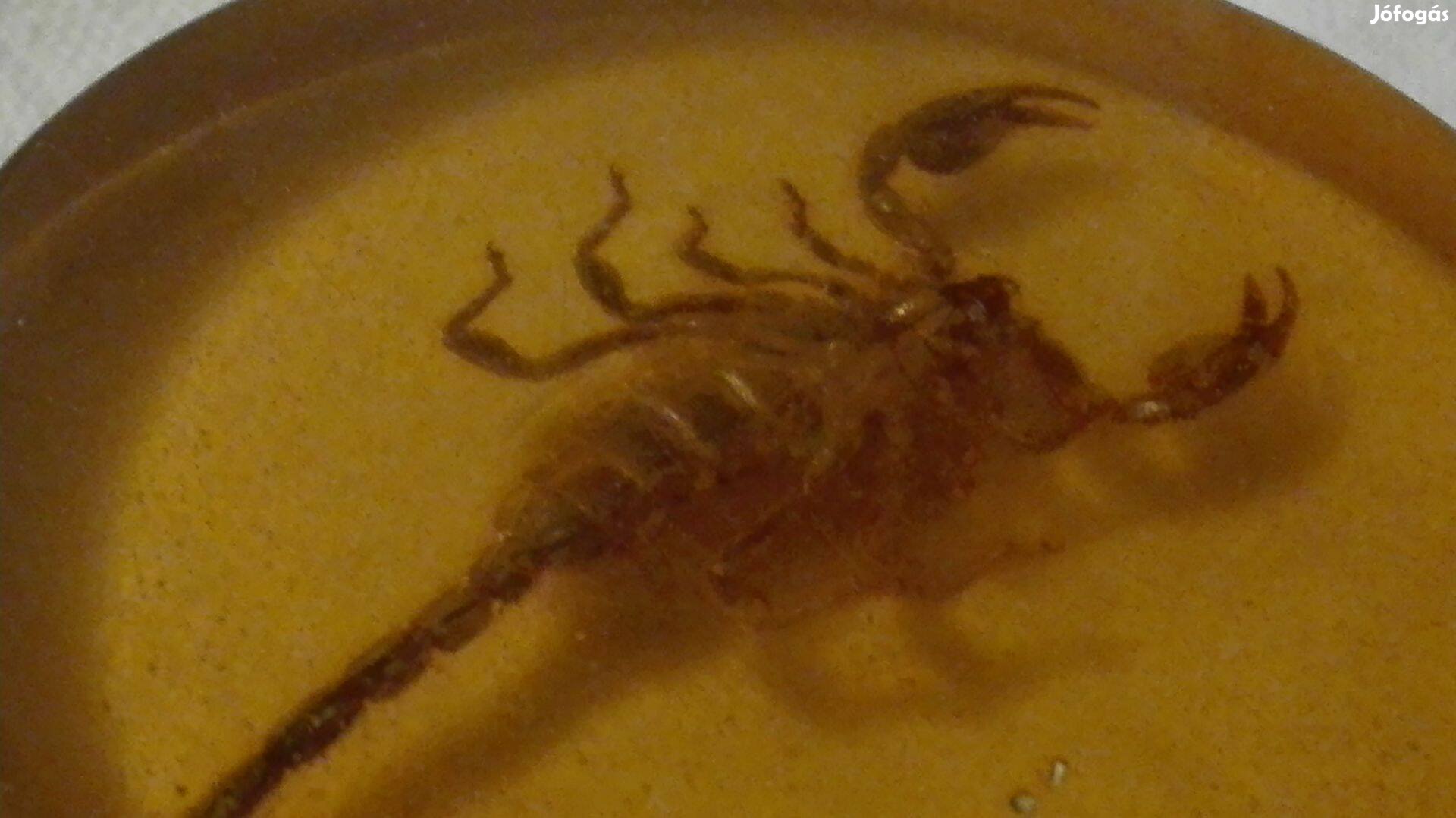 Igazi skorpió dísztárgy Líbiából kb 50 éves
