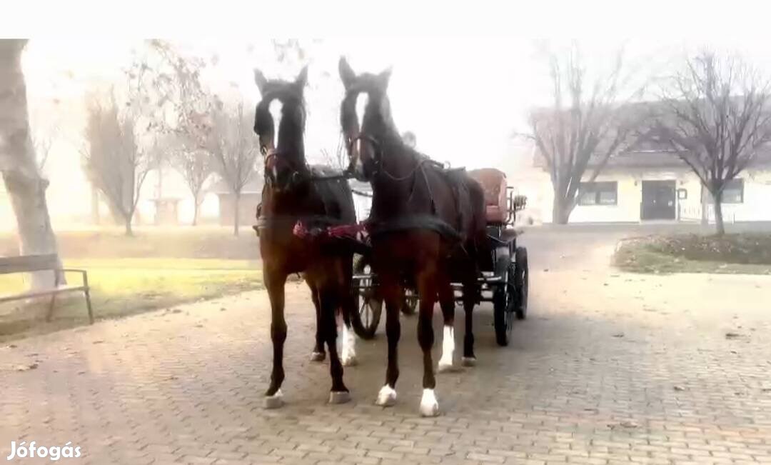 Ígéretes fiatal oldenburgi kancák 