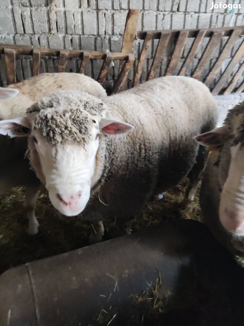 Ile de France és Magyar merino törzskos