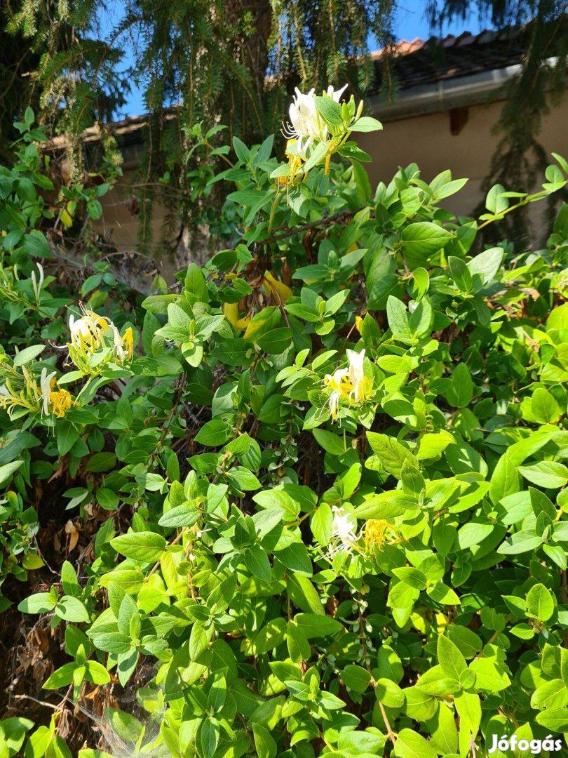 Illatos, örökzöld japán lonc (Lonicera japonica halliana) konténerben