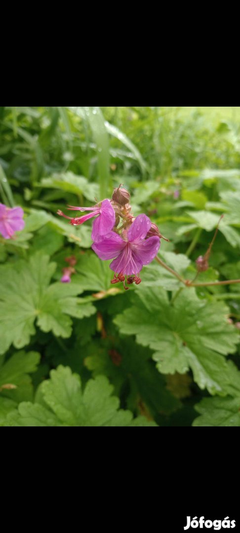 Illatos gólyaorr szabadgyökeresen hajtás