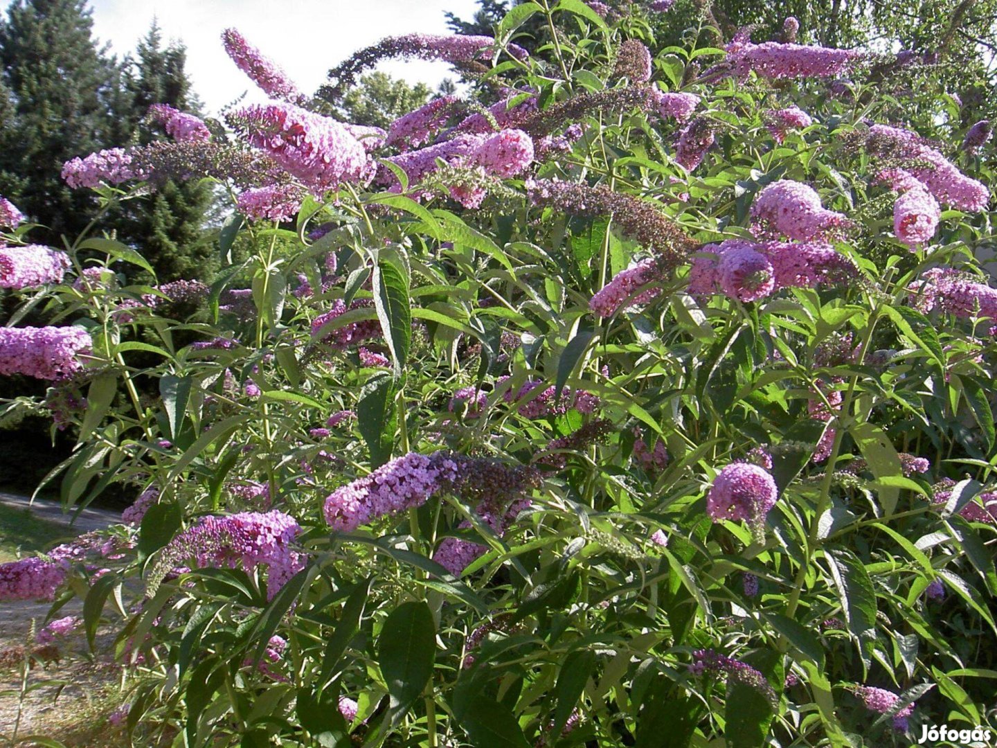 Illatos nyáriorgona (Buddleja davidii) gyökeres növények