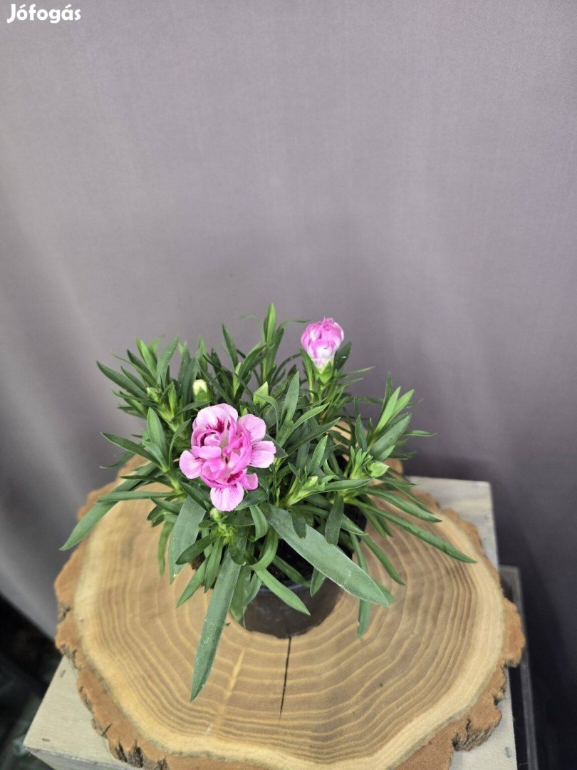Illatos szegfű Dianthus caryophyllus rózsaszín bordó cirmos