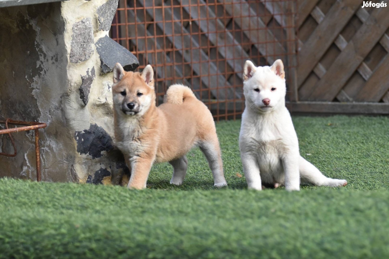 Imádnivaló Shiba Inu kiskutyák gazdijaikat keresik