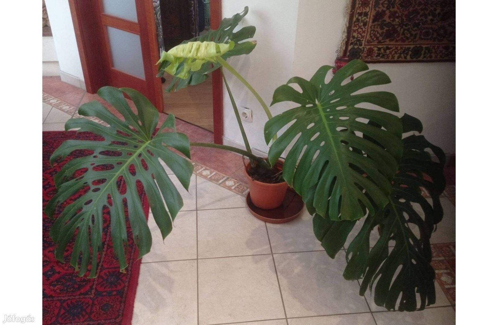 Impozáns, óriáslevelű monstera eladó