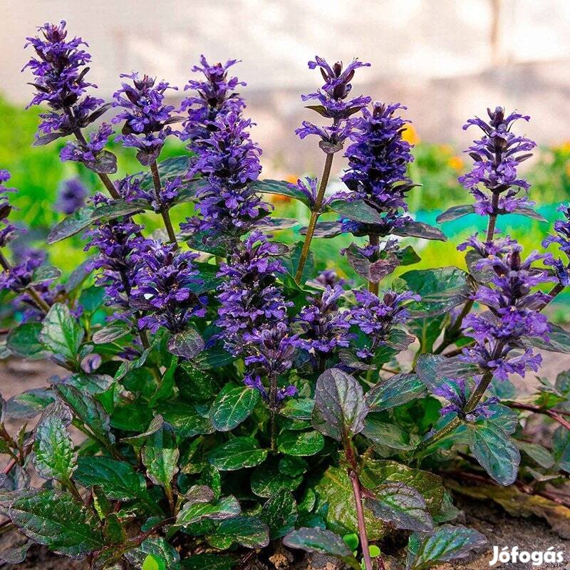 Indás ínfű talajtakaró télálló