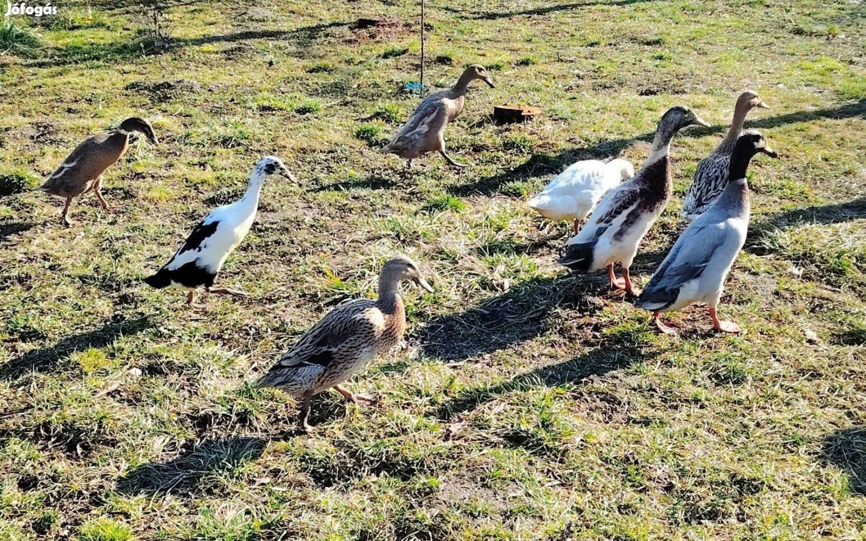 Indiai csigaevő napos futókacsák