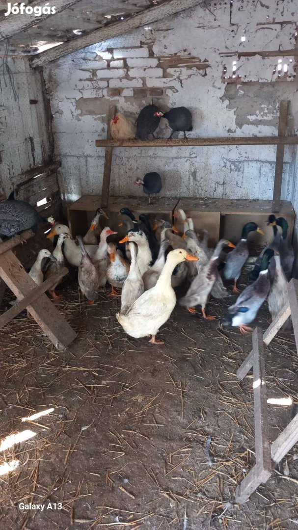 Indiai futókacsák eladóak 5000db vagy csere valamire