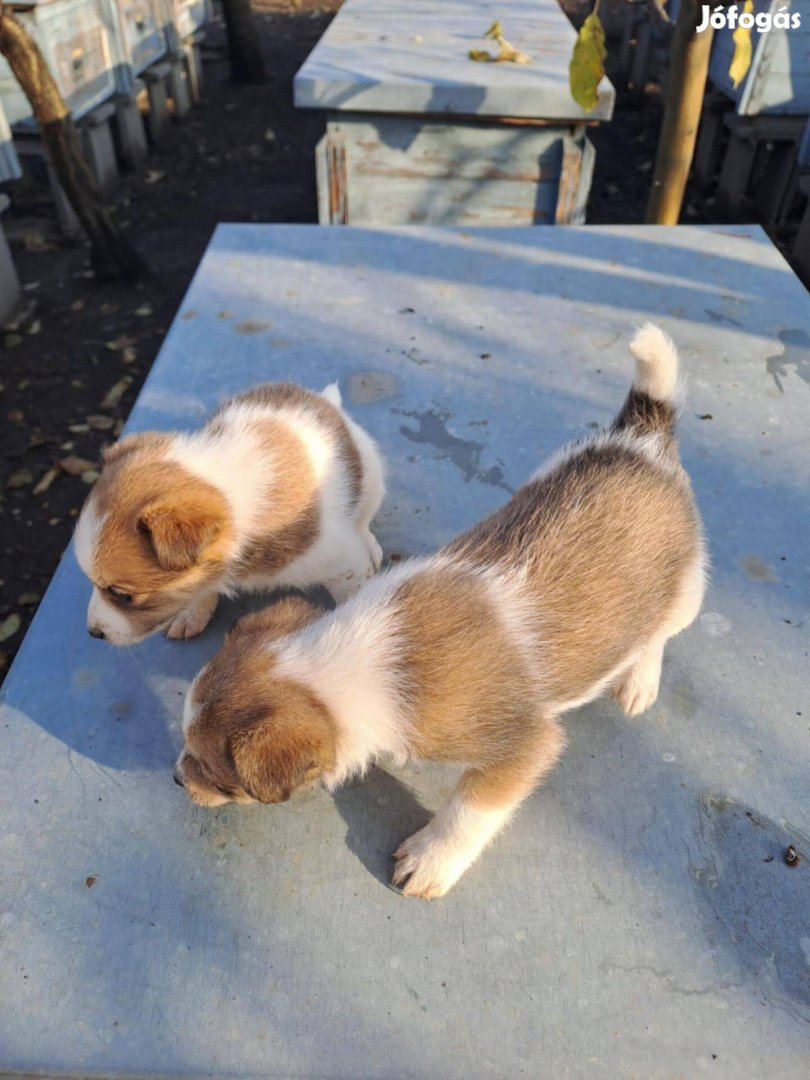 Ingyen elvihető 8 hetes fajtiszta jellegű foxterrier foxi kiskutyák. O