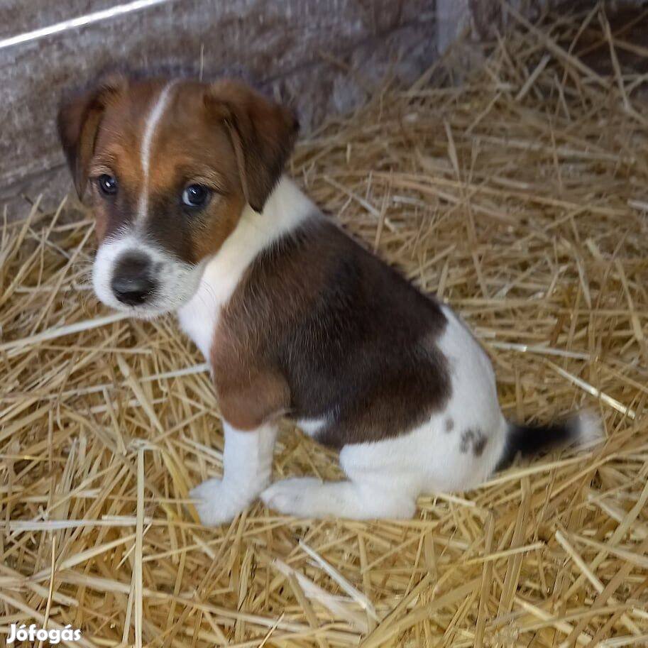 Ingyen elvihető 8 hetes fajtiszta jellegű foxterrier foxi kiskutyák. O