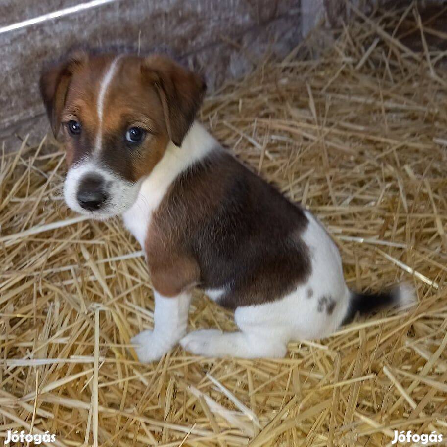 Ingyen elvihető 8 hetes fajtiszta jellegű foxterrier kiskutyák. Oltva,