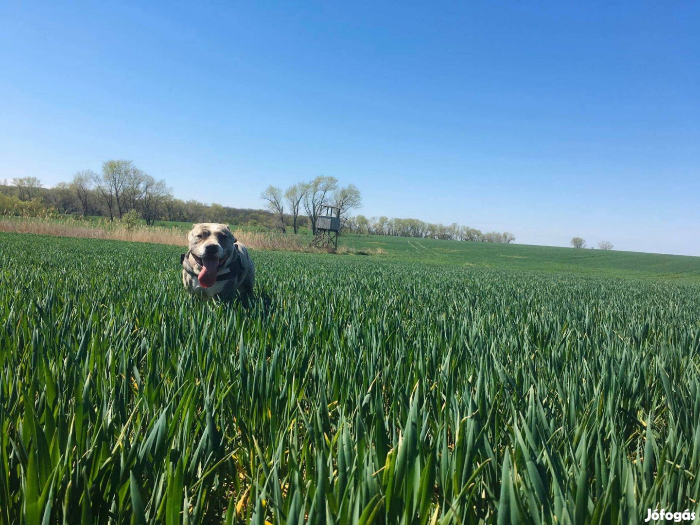 Ingyen elvihető Amerikai Staffordshire Terrier jellegű