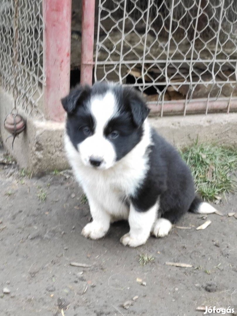 Ingyen elvihető Border collie fajtatiszta jellegű kölykök kiskutya