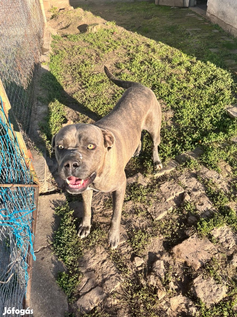 Ingyen elvihető Cane corso jellegű kutya