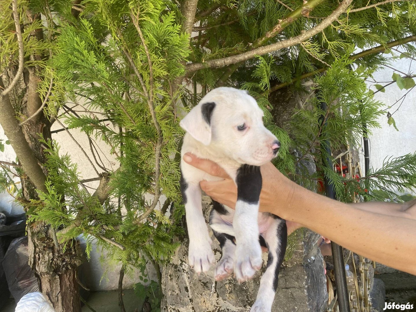 Ingyen elvihető amstaff jellegű kiskutyák .