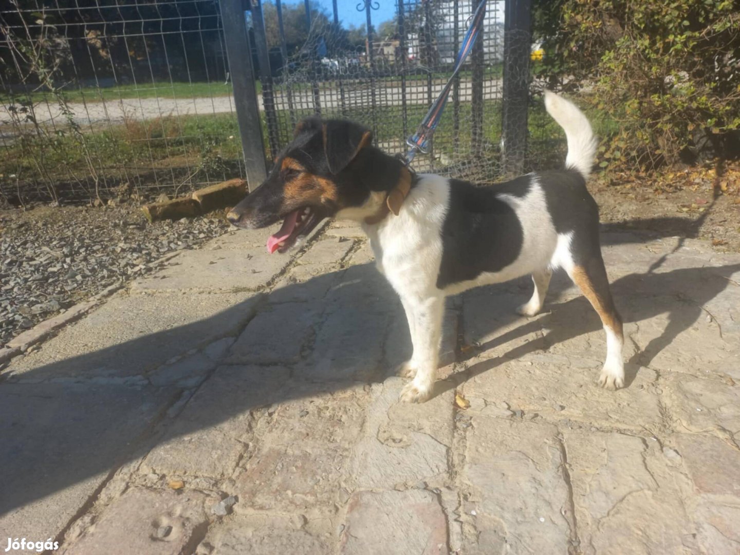 Ingyen elvihető fajtatiszta jellegű Foxterrier 