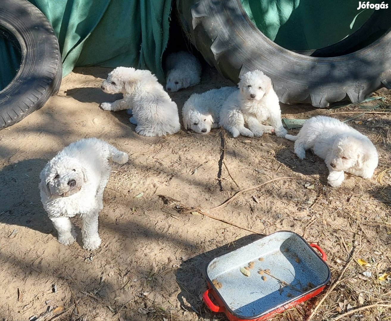 Ingyen elvihető fajtatiszta jellegű komondor kiskutyák