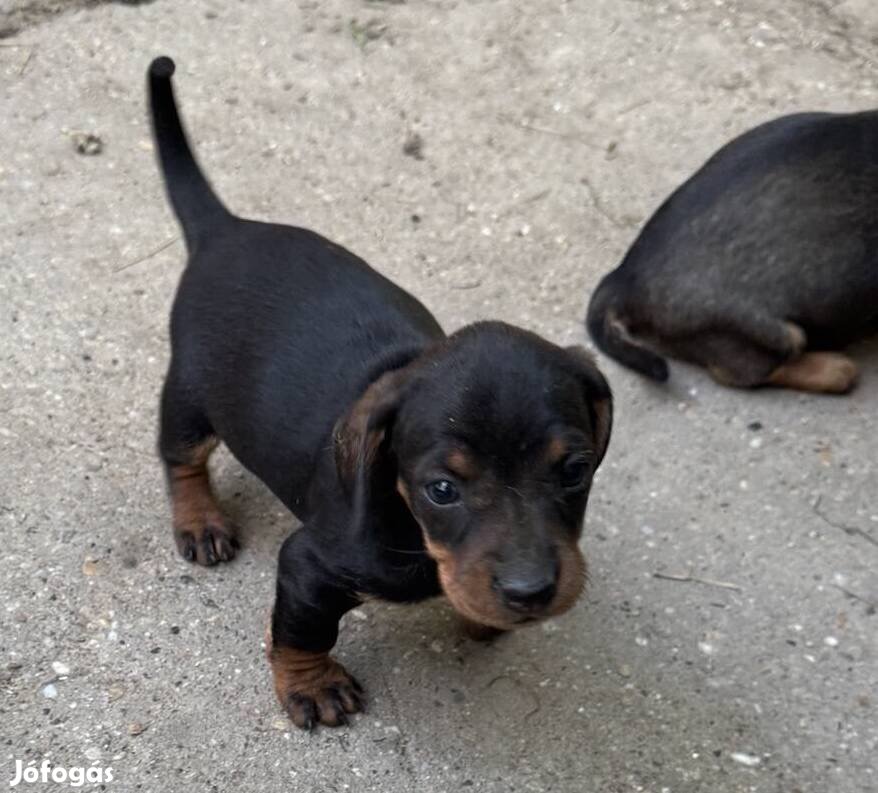 Ingyen elvihető fajtatiszta jellegű tacskó kiskutyák