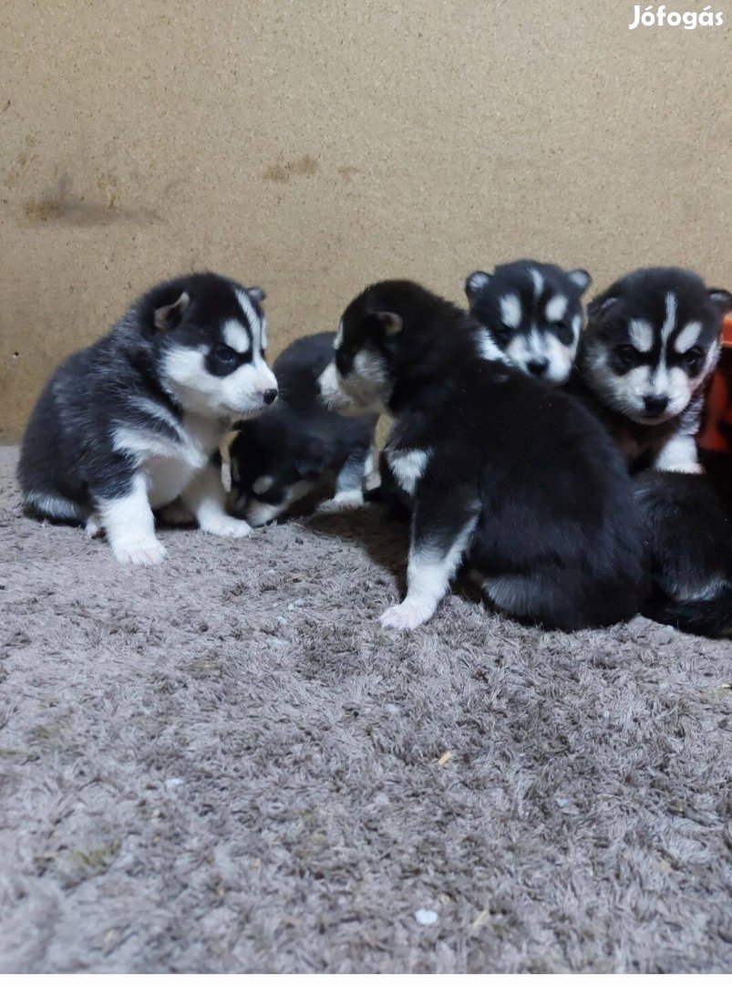 Ingyen elvihető husky jellegű kis kutyák