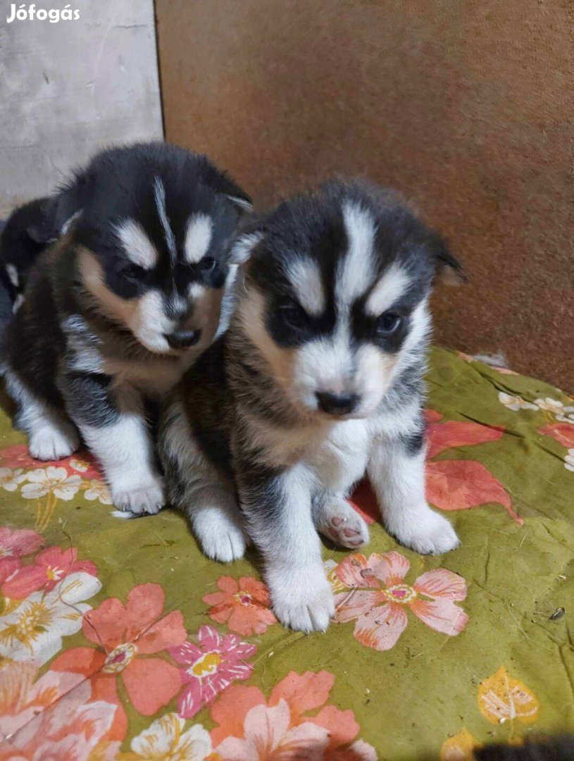 Ingyen elvihető husky jellegűkiskutyák