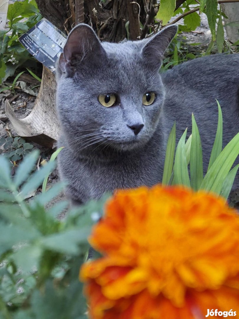 Ingyen elvihető két macska