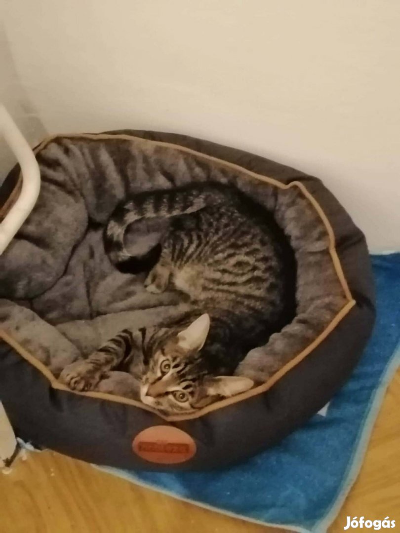 Ingyen elvihető kislány cica