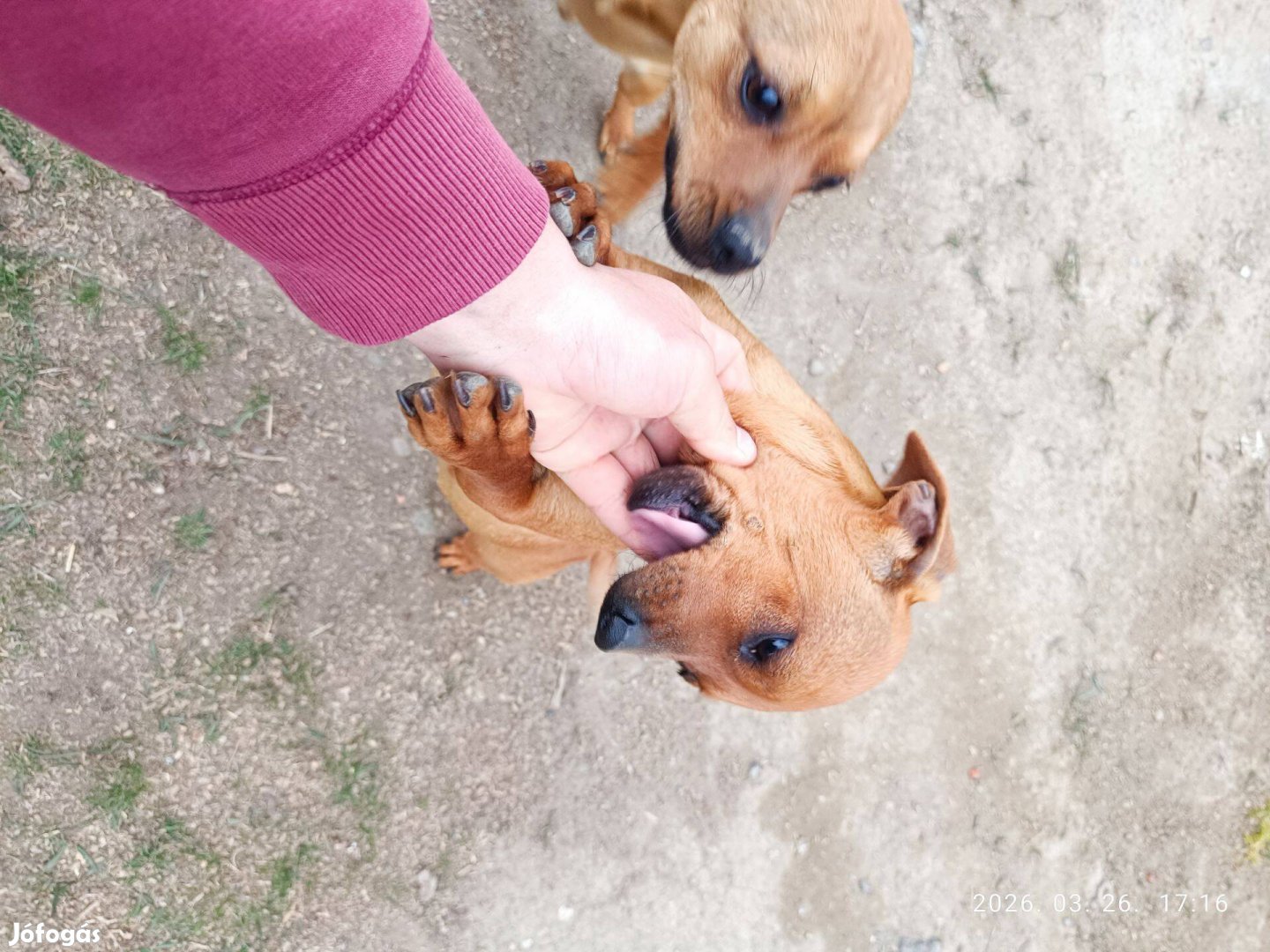 Ingyen elvihető kutya Fiú és lány