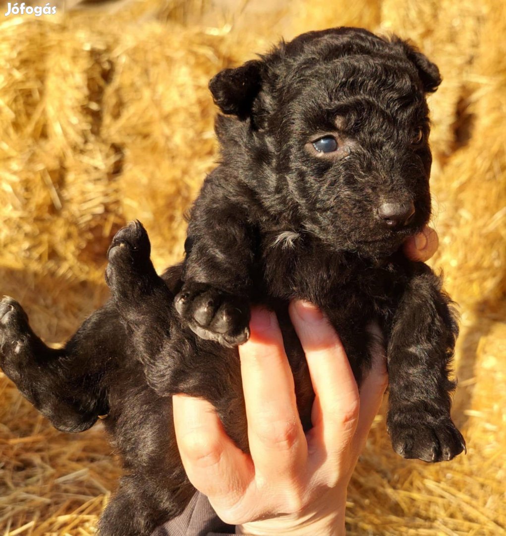 Ingyen elvihetö mudi