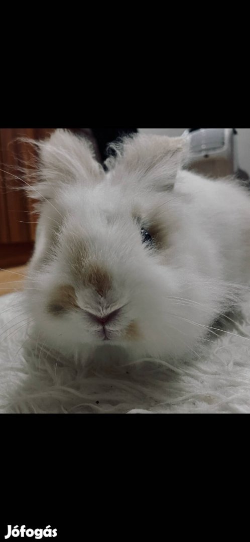 Ingyen elvihető nyuszi