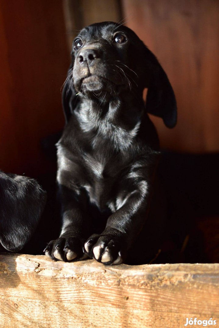 Ingyen elvihető tacskó-labrador jellegű kiskutya