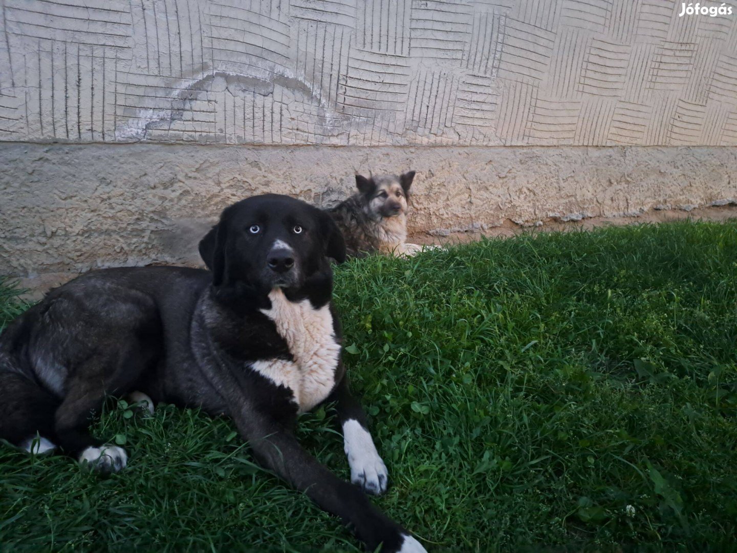 Ingyen örökbefogadható nagytestű kutyák