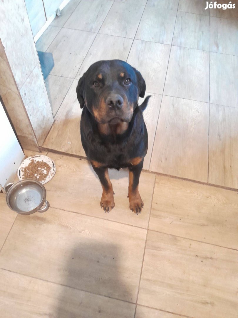 Ingyen rottweiler szuka