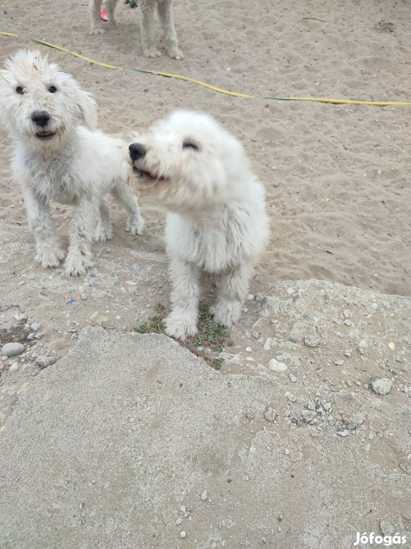 Ingyenes komondor jellegű kiskutyák!