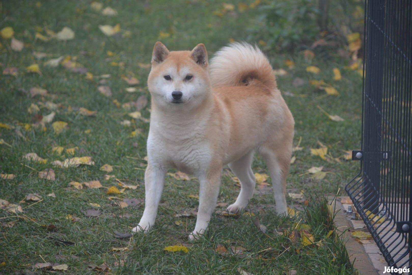 Ingyenesen örökbefogadható Shiba Inu szuka