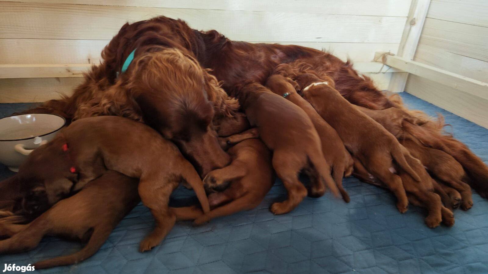 Ir Szetter / Irish Setter törzskönyvvel (FCI-regisztrált tenyésztés)