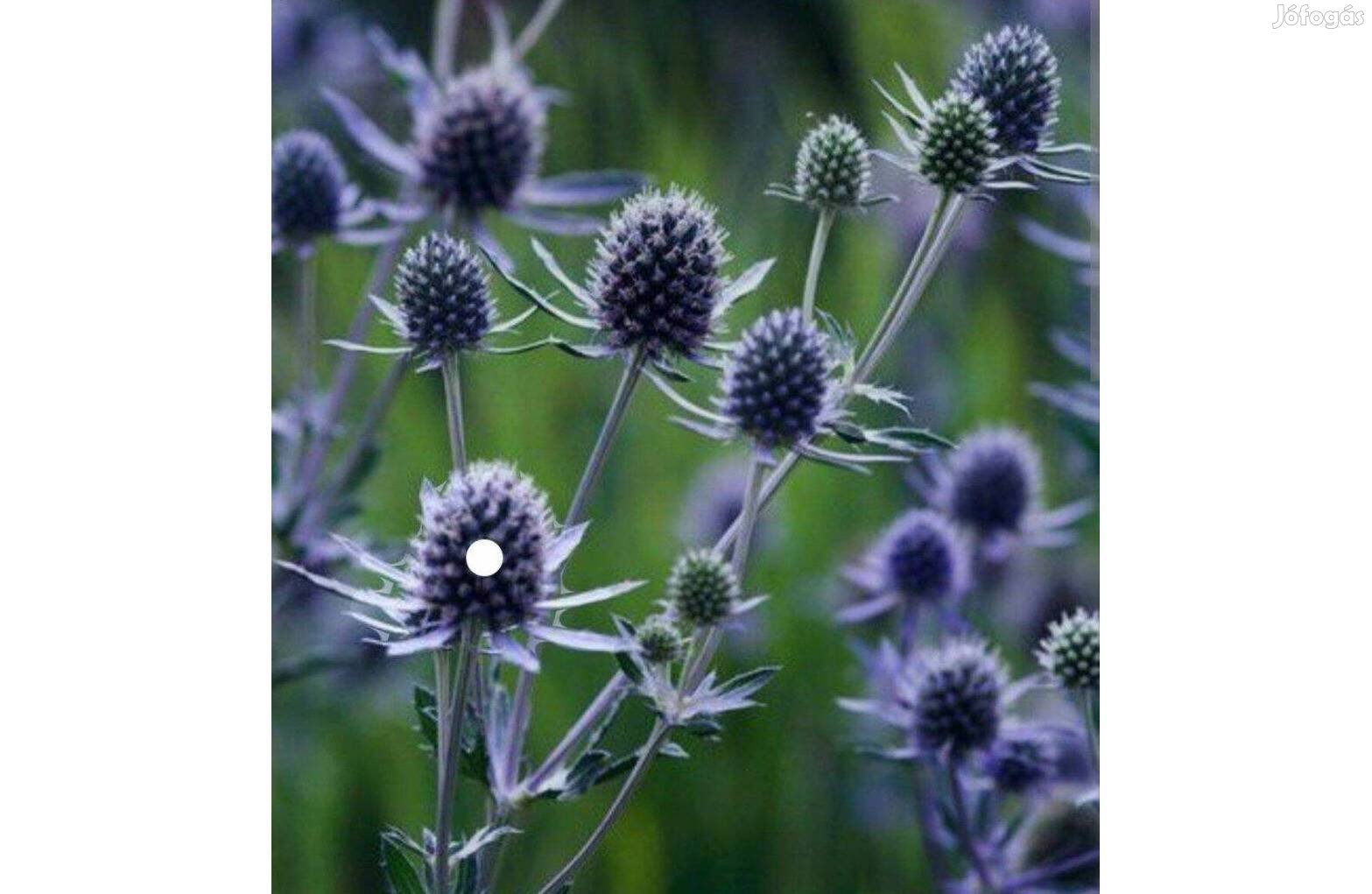Iringó- Eryngium planum